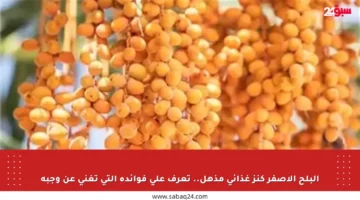 البلح الأصفر كنز غذائي مذهل.. تعرف على فوائده التي تغني عن وجبة